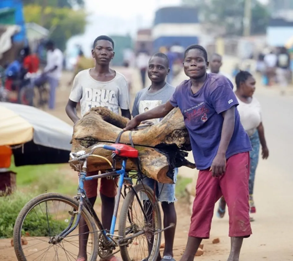 Kongo: Menschen transportieren Holz auf Fahrrädern