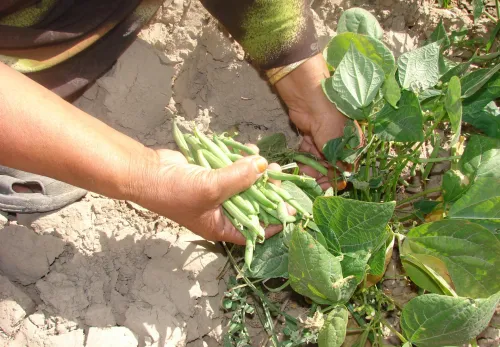 Ernte von selbst angebautem Gemüse