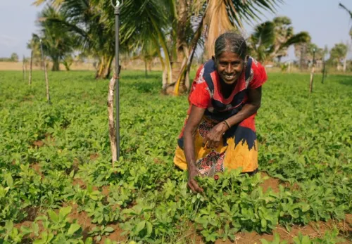 Frau beerntet ihr Feld